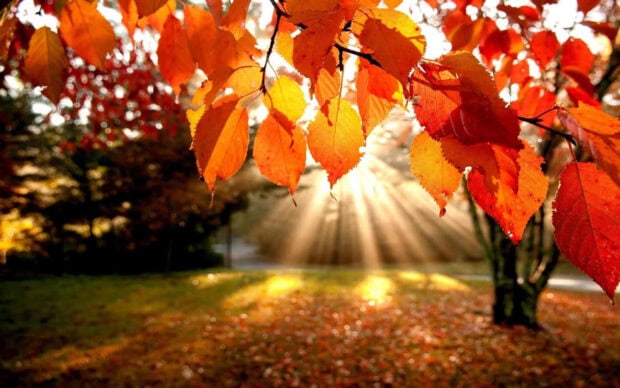 A vibrant cozy fall desktop wallpaper featuring bright autumn leaves and sun rays streaming through trees in a park