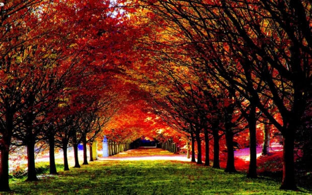 A vibrant cozy fall desktop wallpaper showcasing an avenue of trees with rich red and orange autumn leaves forming a stunning natural tunnel