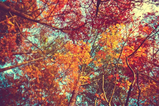 A vibrant cozy fall desktop wallpaper featuring colorful autumn trees seen from below against a bright blue sky