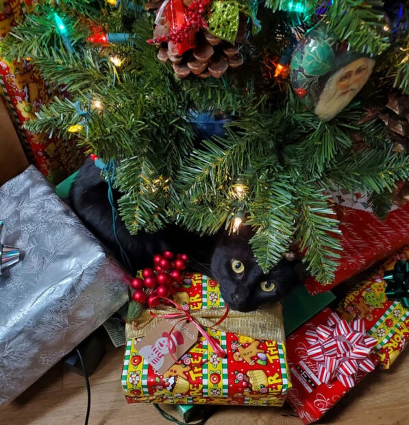 A cute Christmas cat wallpaper featuring a black cat peeking out from under a festive Christmas tree amidst colorful wrapped presents