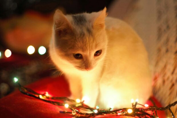 A cute Christmas cat wallpaper featuring a cream-colored cat bathed in the warm glow of festive fairy lights