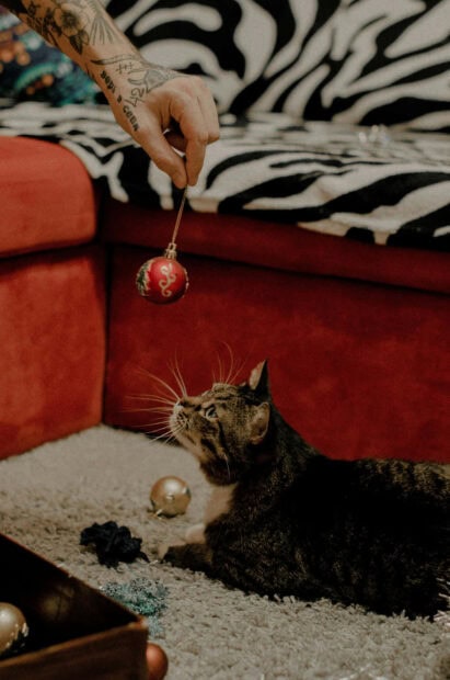 A cute Christmas cat wallpaper showing a tabby cat playfully looking up at a red Christmas ornament held by a tattooed hand