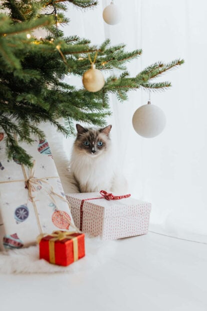 A cute Christmas cat wallpaper showing a fluffy Ragdoll cat with striking blue eyes sitting among festive presents under a Christmas tree