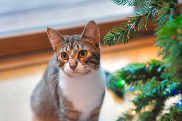 A cute Christmas cat wallpaper showing a tabby cat with bright amber eyes next to a decorated Christmas tree