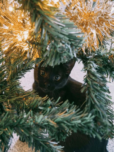 A cute Christmas cat wallpaper showing a black kitten with wide eyes peeking from behind green Christmas tree branches with golden tinsel
