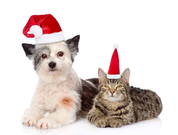Cute Christmas Cat Wallpaper featuring a cat and a dog both wearing red Santa hats on a plain white background