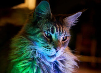 A cute Christmas cat wallpaper featuring a fluffy cat illuminated by colorful blue and green Christmas string lights, creating a vibrant glow on its fur