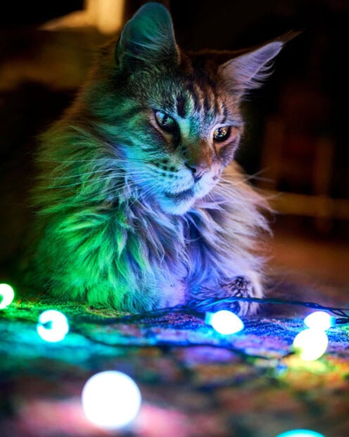 A cute Christmas cat wallpaper featuring a fluffy cat illuminated by colorful blue and green Christmas string lights, creating a vibrant glow on its fur