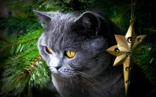 A cute Christmas cat wallpaper featuring a gray cat with yellow eyes peeking from behind a Christmas pine branch with a golden star ornament