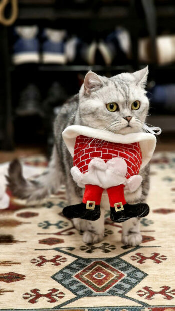 A cute Christmas cat wallpaper showing a grey cat wearing a humorous Santa Claus chimney costume, standing on a patterned rug