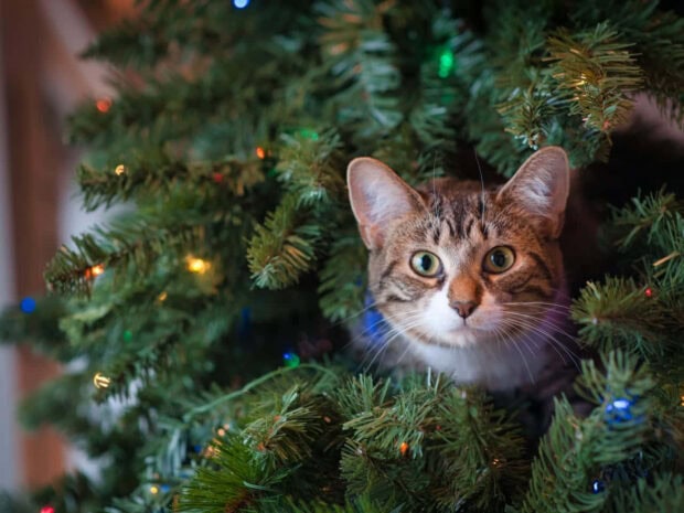Cute Christmas Cat Wallpaper depicting a domestic tabby cat peeking curiously from inside a green Christmas tree adorned with colorful lights