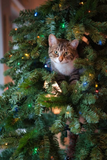 Cute Christmas Cat Wallpaper featuring a tabby cat peeking out from a decorated Christmas tree with colorful lights