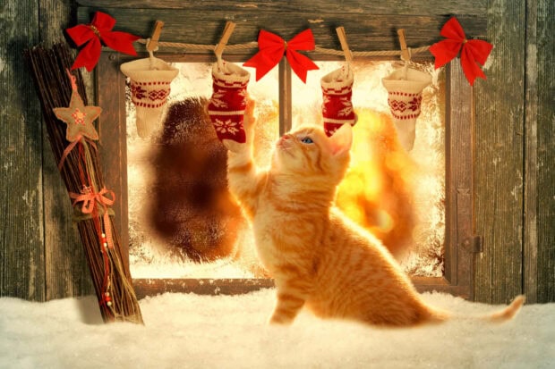 A cute orange Christmas cat wallpaper featuring a kitten reaching for festive stockings on a frosty window