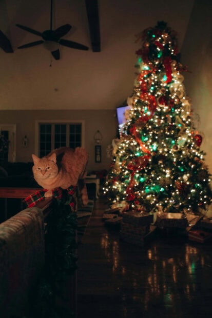 A cute Christmas cat wallpaper showing an orange cat sitting on furniture in front of a brightly lit Christmas tree in a dark room