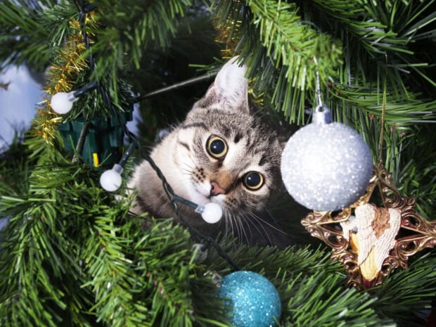 Cute Christmas Cat Wallpaper featuring a tabby cat peeking out from a festive green Christmas tree with white and blue ornaments