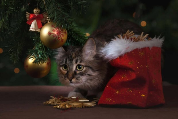 A cute Christmas cat wallpaper depicting a tabby cat peeking from behind a red Santa sack under a Christmas tree branch
