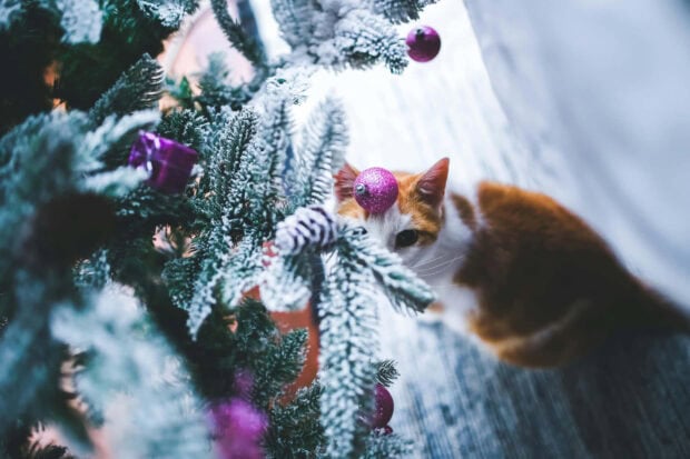 A cute Christmas cat wallpaper featuring an orange and white cat peeking playfully from behind a snow-dusted Christmas tree branch with purple ornaments