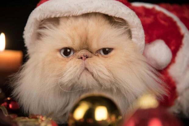 A cute Christmas cat wallpaper featuring a fluffy Persian cat wearing a Santa hat surrounded by blurry Christmas ornaments