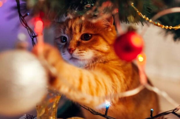 A cute orange Christmas cat wallpaper showing a feline playfully swatting at shiny ornaments and festive lights on a Christmas tree