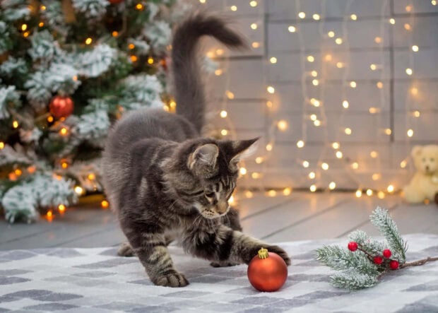 A cute Christmas cat wallpaper showing a tabby cat playing with a red Christmas ornament near a decorated tree