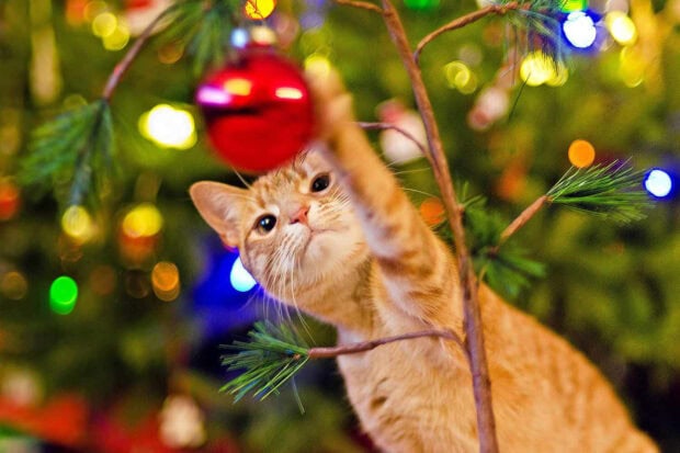 Cute Christmas Cat Wallpaper featuring an orange tabby cat playfully reaching for a red Christmas ornament hanging from a tree branch
