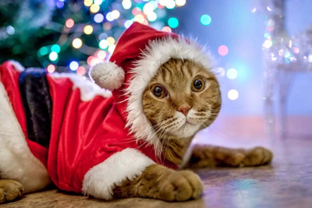 A cute Christmas cat wallpaper featuring a tabby cat wearing a Santa suit with festive bokeh lights in the background