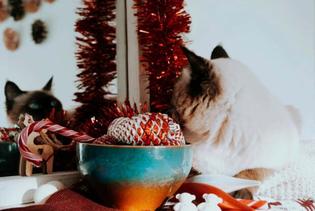 Cute Christmas Cat Wallpaper showing a Siamese cat looking at its reflection in a mirror next to red Christmas tinsel and a candy cane
