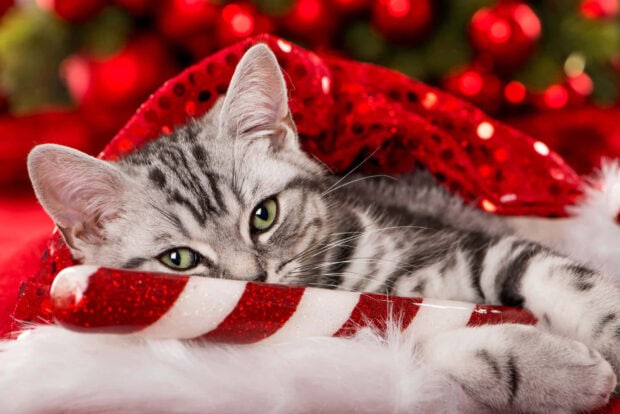 A cute Christmas cat wallpaper showing a silver tabby kitten resting with a red Santa hat and a candy cane