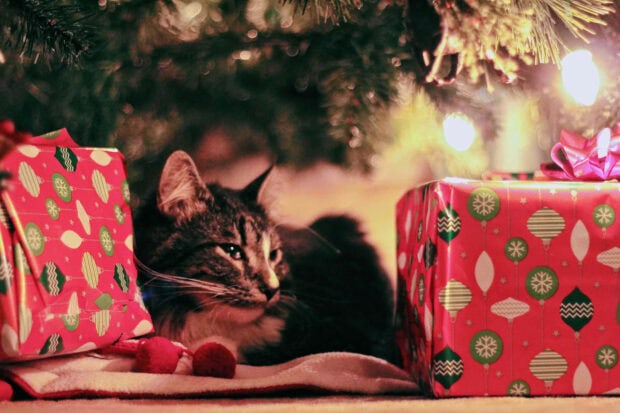 A cute Christmas cat wallpaper featuring a dark tabby cat resting peacefully between two festive red gift boxes under a sparkling Christmas tree