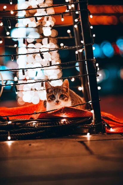 A cute Christmas cat wallpaper featuring a tabby cat with bright eyes sitting on a red blanket, surrounded by glowing string lights