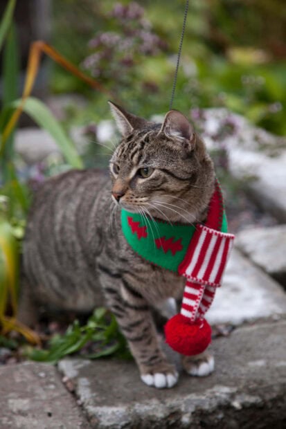 A cute Christmas cat wallpaper showing a tabby cat wearing a festive red and green striped scarf with a pom-pom, standing outdoors among greenery