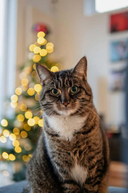 Cute Christmas Cat Wallpaper showing a tabby cat sitting in front of a blurry Christmas tree with warm yellow bokeh lights
