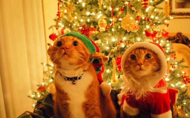 A cute Christmas cat wallpaper showcasing two adorable felines dressed in festive elf and Santa costumes in front of a brightly lit Christmas tree