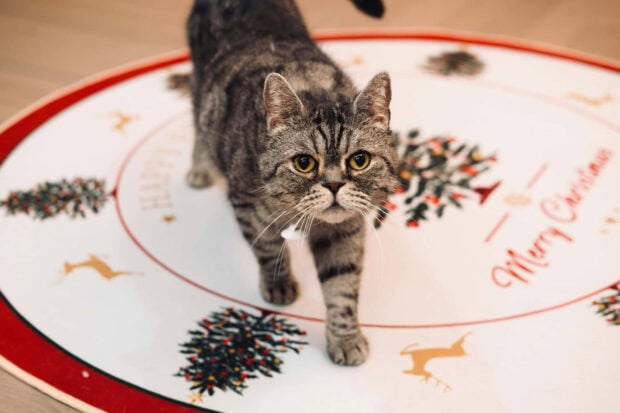 Cute Christmas Cat Wallpaper featuring a tabby cat walking on a white and red Christmas tree skirt with festive designs
