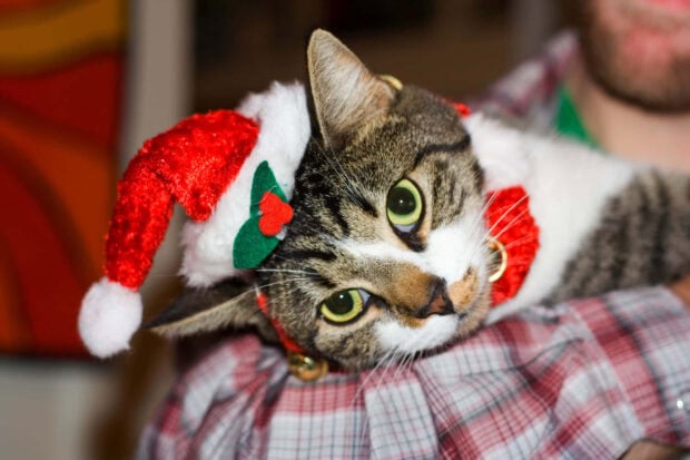 A cute Christmas cat wallpaper featuring a tabby cat wearing a tiny Santa hat and red collar, held by a person