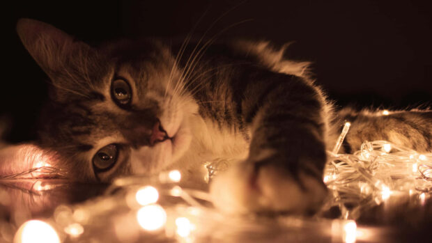 A cute Christmas cat wallpaper featuring a tabby cat lying down among warm glowing fairy lights