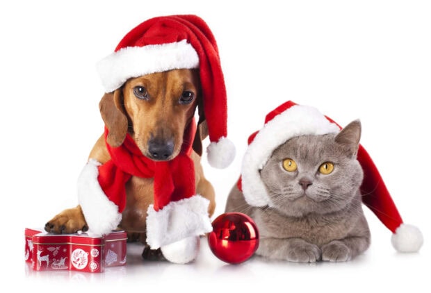 A cute Christmas cat wallpaper featuring a British Shorthair cat and a dachshund dog both wearing Santa hats