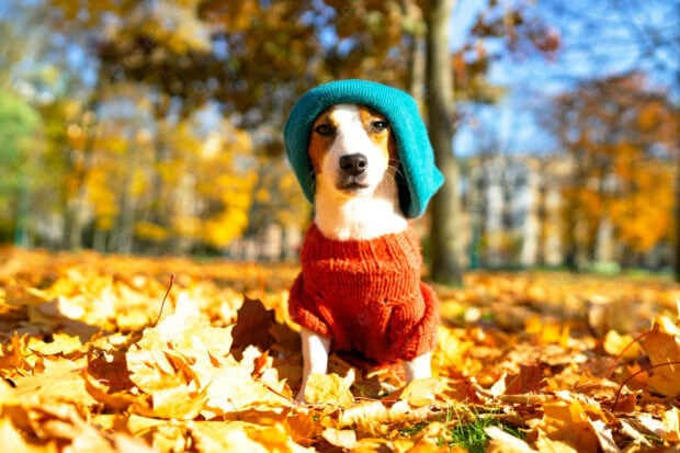 A cute Jack Russell dog wearing a blue hat and red sweater sits among vibrant yellow fall season wallpaper leaves