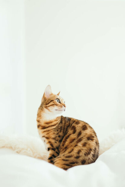 Cute Halloween Wallpaper featuring a Bengal cat with a white background, perfect for a cozy fall theme