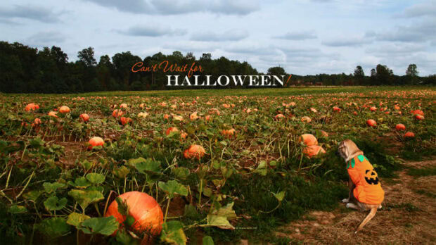 A cute Halloween wallpaper showing a dog in a pumpkin costume sitting in a vast pumpkin patch field