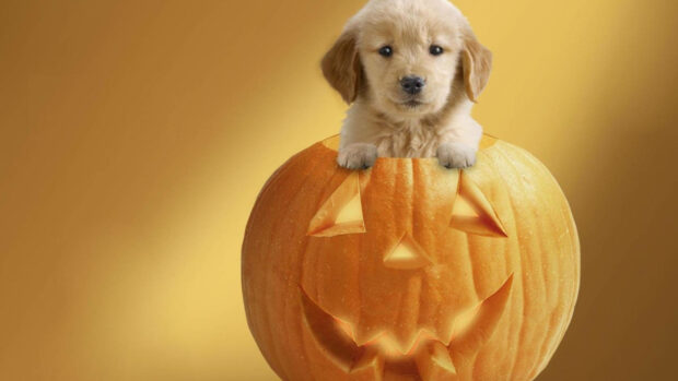 A cute Halloween wallpaper showing an adorable golden retriever puppy peeking out from a carved Jack-o'-lantern