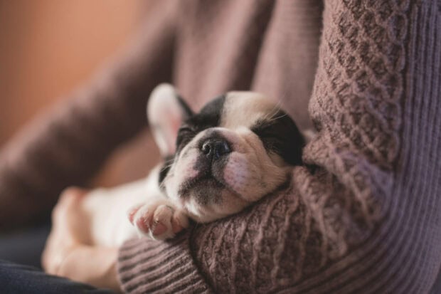 A cute Halloween wallpaper showing a sleeping puppy nestled in someone's arms, with a soft focus background
