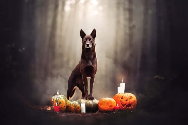 A majestic dark dog stands on a pumpkin surrounded by candles in a misty forest, creating an atmospheric Halloween Dog Wallpaper