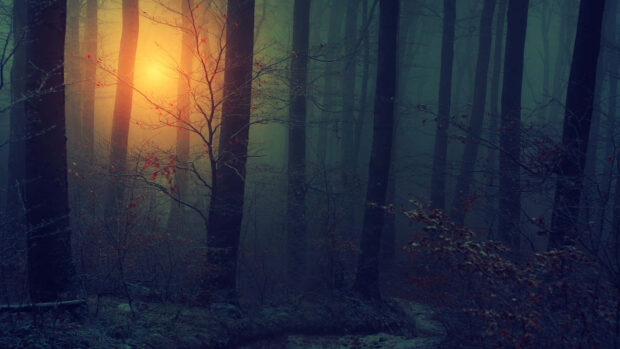 Dark Fall Wallpaper featuring a mystical misty forest with a warm light shining through the trees and fallen leaves on the ground