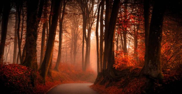 Dark Fall Wallpaper featuring a winding misty road through an autumn forest with warm orange leaves and tall trees