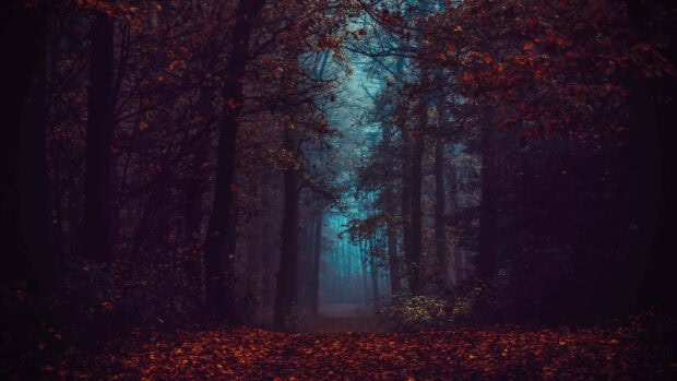 Dark Fall Wallpaper depicting a mysterious forest with fallen autumn leaves and a faint blue light in the distance