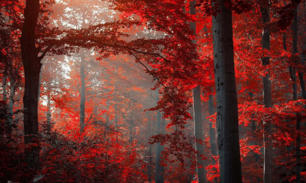 Dark Fall Wallpaper showcasing a dense forest with vibrant red autumn leaves illuminated by sunlight