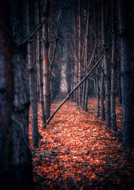 A dark fall wallpaper showing a dense forest of tall, bare trees with the ground completely covered in vibrant red fallen leaves, creating a moody vertical scene