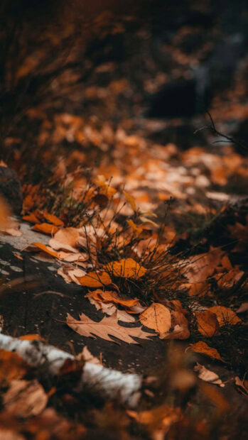 Dark Fall Wallpaper featuring a close-up of vibrant orange autumn leaves scattered on the dark ground