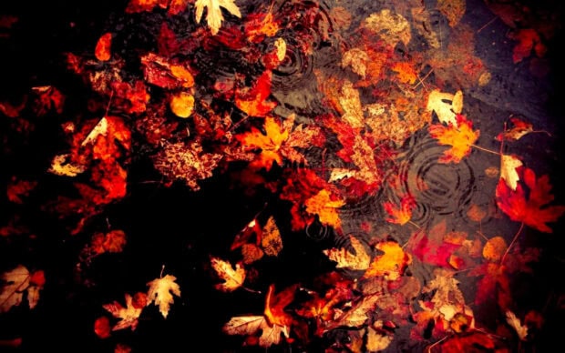 Dark Fall Wallpaper featuring colorful autumn leaves floating on dark water with subtle ripples